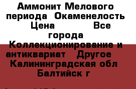 Аммонит Мелового периода. Окаменелость. › Цена ­ 2 800 - Все города Коллекционирование и антиквариат » Другое   . Калининградская обл.,Балтийск г.